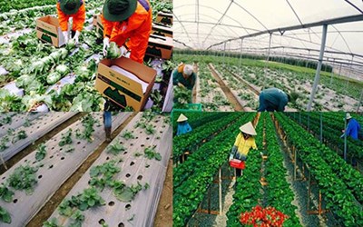 Có Nên Chọn Đơn Hàng Nông Nghiệp Nhật Bản Dành Cho Nam?