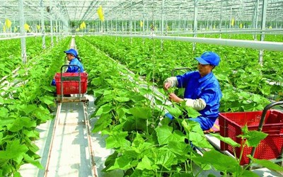 Đơn Hàng Nông Nghiệp Nhật Bản Dành Cho Nữ: Việc Nhẹ, Lương Ổn