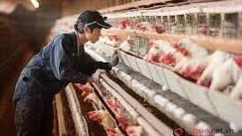 TUYỂN CẶP VK,CK NÔNG TRẠI (NHẶT TRỨNG)