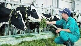 CẦN 1 CẶP VỢ CHÔNG ĐI  MỚI LÀM CHĂN NUÔI BÒ Ở TÂN TRÚC