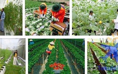 TUYỂN 03 NỮ ĐƠN NÔNG NGHIỆP