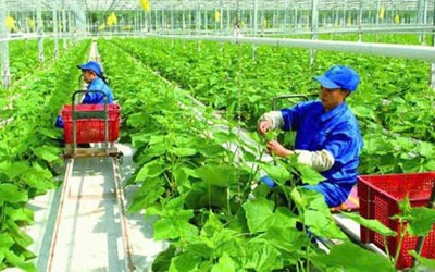 Tuyển 3 NỮ ĐƠN NÔNG NGHIỆP ĐÀI LOAN