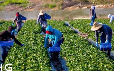 TUYỂN 02 NAM CÔNG NHÂN VƯỜN ƯƠM, TRỒNG, CHĂM SÓC, THU HOẠCH CÂY ĂN QUẢ