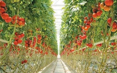 TUYỂN 05 NAM TRỒNG, CHĂM SÓC, THU HOẠCH CÀ CHUA TRONG NHÀ KÍNH