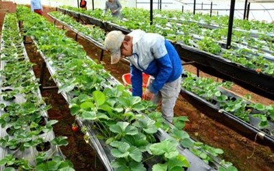 TUYỂN 02 NỮ TRỒNG, CHĂM SÓC, THU HOẠCH CÁC LOẠI RAU CỦ QUẢ