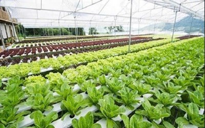 TUYỂN 2 CẶP VỢ CHỒNG TRỒNG, CHĂM SÓC, THU HOẠCH CÁC LOẠI RAU