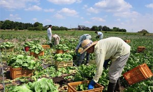 Những điều cần biết về đơn hàng nông nghiệp đi Nhật Bản