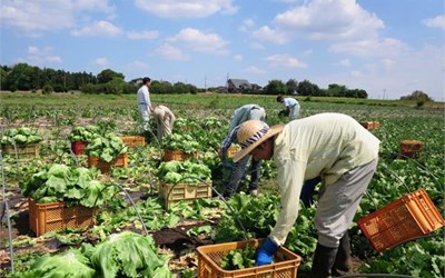 Những điều cần biết về đơn hàng nông nghiệp đi Nhật Bản