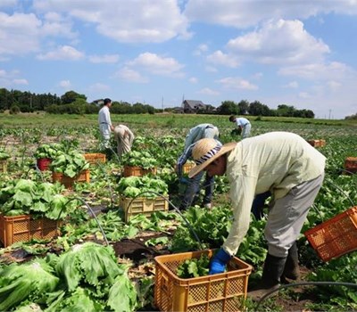 Những điều cần biết về đơn hàng nông nghiệp đi Nhật Bản